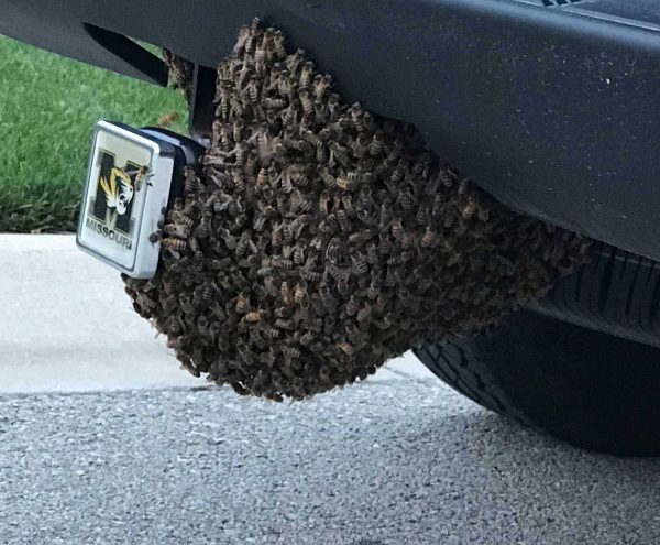 Swarm Catching - Beekeeping with Natalee